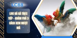 Live Đá Gà Trực Tiếp - Khám Phá 3 Cách Xem Mượt Mà