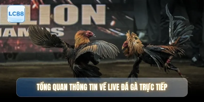 Tổng quan thông tin về live đá gà trực tiếp