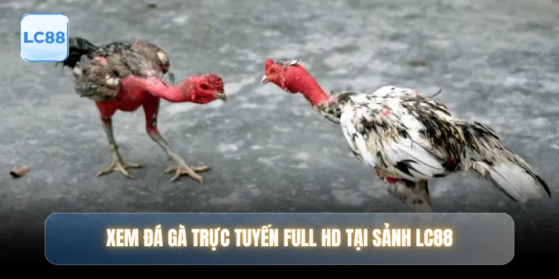 Xem đá gà trực tuyến Full HD tại sảnh LC88